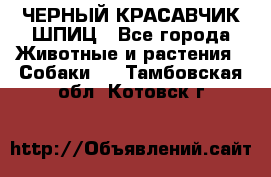 ЧЕРНЫЙ КРАСАВЧИК ШПИЦ - Все города Животные и растения » Собаки   . Тамбовская обл.,Котовск г.